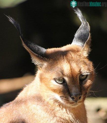 Tìm hiểu về loài mèo hoãng dã Caracal ảnh 8