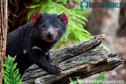 Tasmanian devil