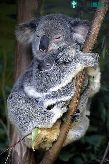Những sự thật bất ngờ về loài gấu Koala