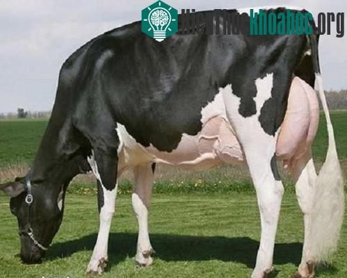 Những vật nuôi đắt giá nhất thế giới