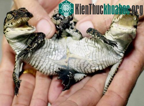 Những con vật lạ thường