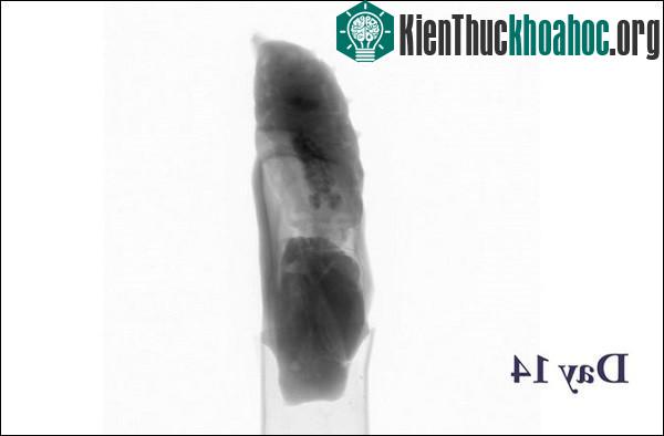 Sâu lột xác thành bướm như thế nào?- ảnh 9