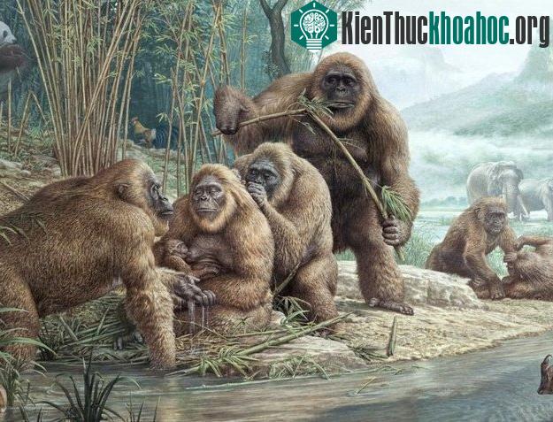 Dã nhân Gigantopithecus.