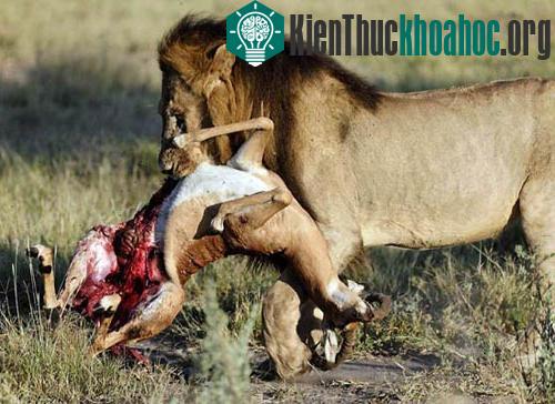 10 loài săn mồi nguy hiểm nhất ảnh 8