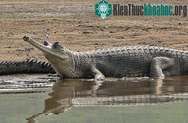 Sở hữu hình dáng ấn tượng nhất trong tất cả các loại cá sấu, Gharial có bộ hàm dài với những hàm răng sắc như dao cạo. Những con đực sử dụng phần mũi phồng to để phát ra những tiếng gáy nhằm thu hú...