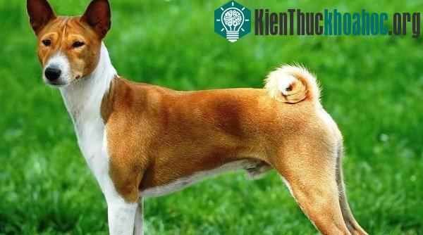 Basenji