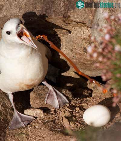 Bãi nôn "chết người" của hải âu Fulmar.