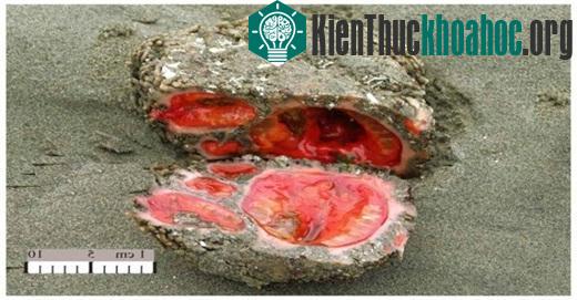 Những điều đáng sợ bạn chưa biết về thế giới tự nhiên