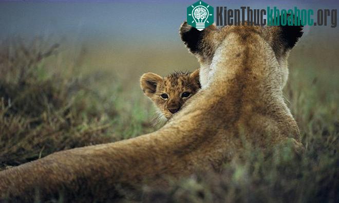 Chùm ảnh: Cuộc sống loài sư tử