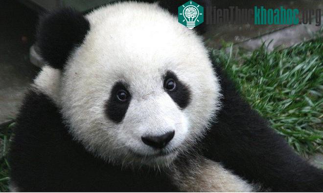Những đặc điểm độc đáo riêng biệt của các loài động vật