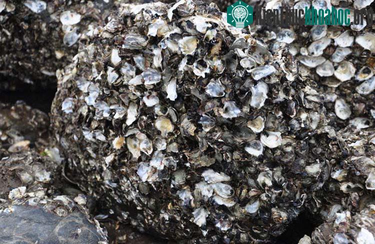 Những công nghệ động vật khai phá, làm tốt hơn cả người