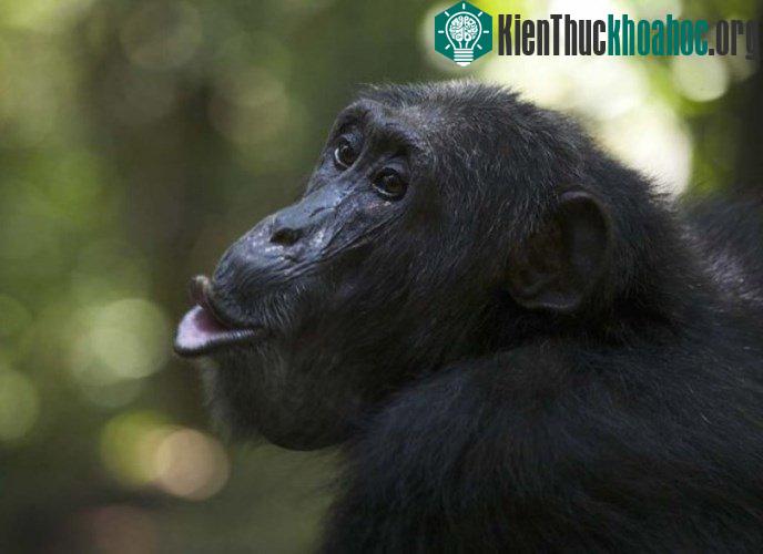 Điểm danh động vật có âm thanh độc nhất vô nhị