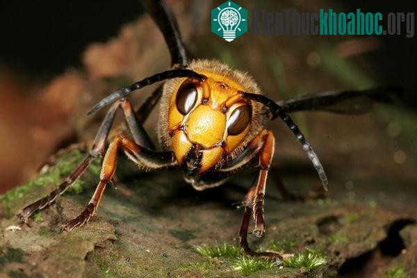 Chân dung ong khổng lồ giết người hàng loạt ở châu Á