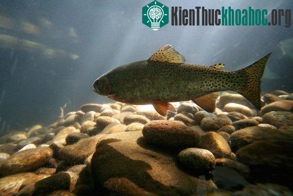 Khám phá gây sốc về trái tim động vật