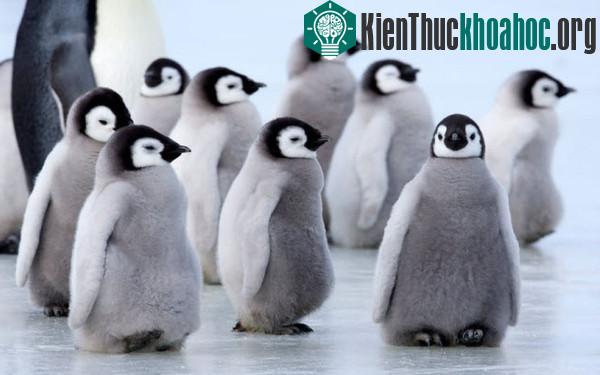 Giật mình trước "tính xấu" của các loài động vật dễ thương