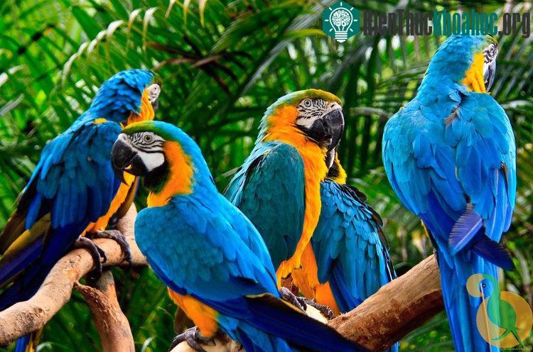 Vẹt Macaw