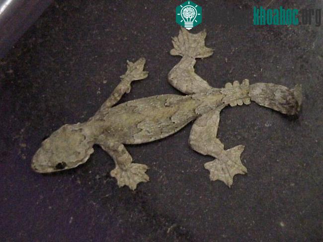 Parachute Gecko là một trong những loài thằn lằn tiến hóa nhất với khả năng bay lượn từ trên độ cao 60m và hạ cánh hết sức nhẹ nhàng xuống đất.
