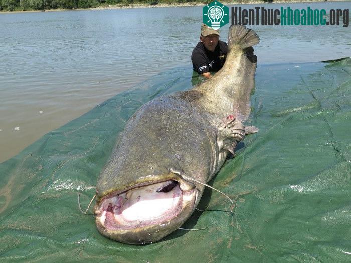 Nếu các nhà chức trách không có biện pháp cứng rắn để bảo vệ kịp thời, cá da trơn khổng lồ sông Mê Kông có thể chỉ còn là một huyền thoại.
