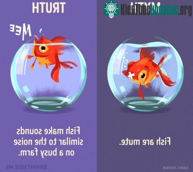 10. Cá bị câm? Sự thật là cá tạo ra ra âm thanh tương tự như tiếng ồn trên một trang trại bận rộn.