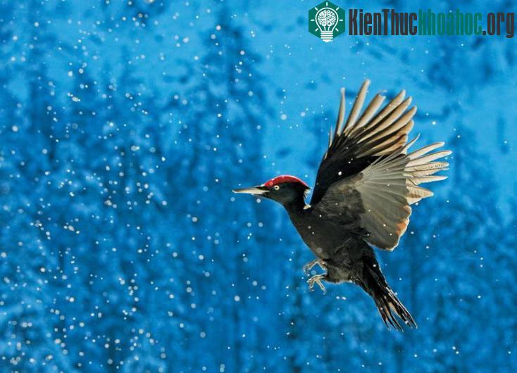 Một con chim gõ kiến lông đen tung cánh trong tuyết.