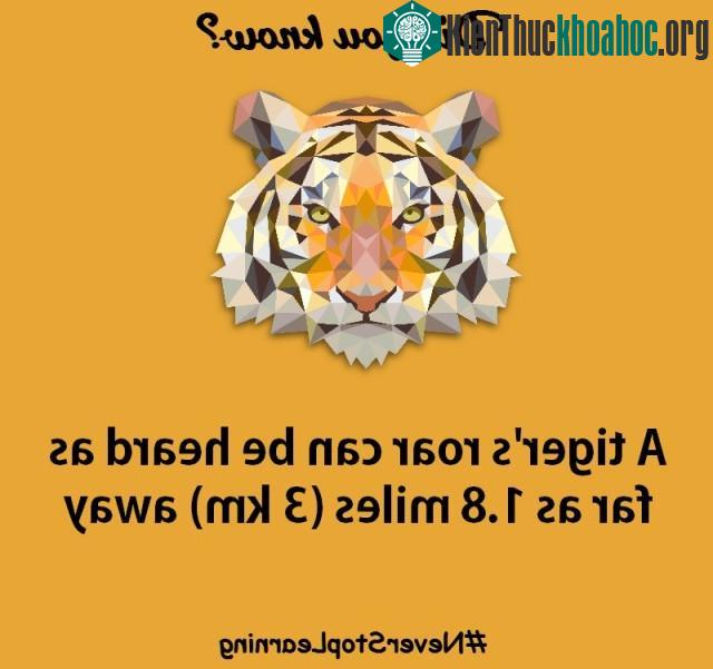 10. Một tiếng gầm của hổ có thể nghe được ở cách xa 1,8 dặm (3 km).