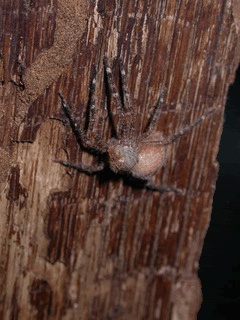 (Nguồn: L25)