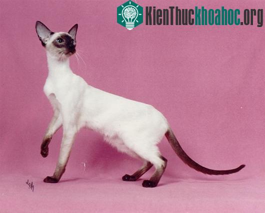 Mèo Xiêm