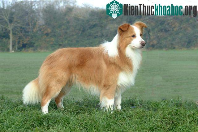10. Chó Collie biên giới (tốc độ tối đa: 48 km/h).