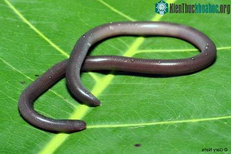 Kể cả có nọc độc thì chúng cũng vô hại, vì cái miệng quá nhỏ và yếu để có thể gây tổn thương trên bề mặt da người.