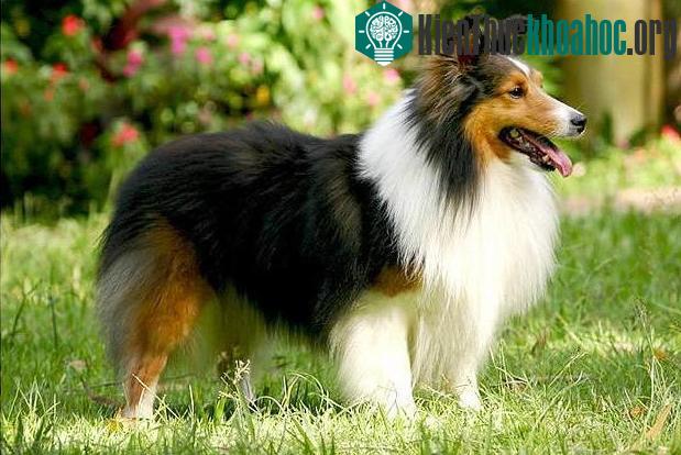 Sheltie của ngày hôm nay đã khác.