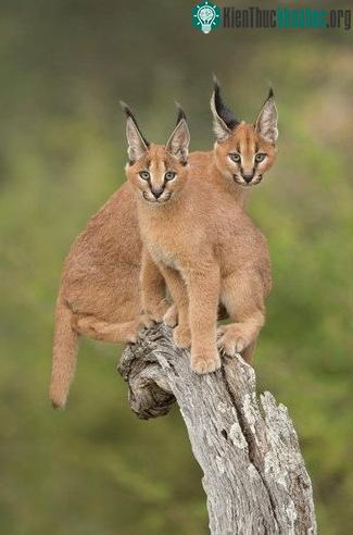 Tìm hiểu về loài mèo hoãng dã Caracal ảnh 9