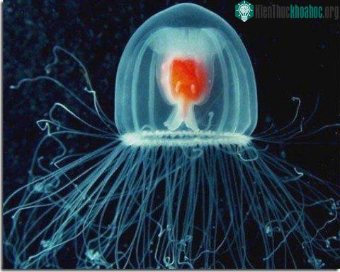 10 loài động vật thọ nhất hành tinh