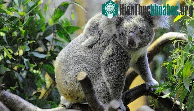 Những sự thật bất ngờ về loài gấu Koala