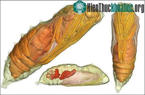Sâu lột xác thành bướm như thế nào?- ảnh 10