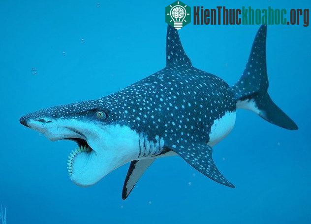 Sát thủ đại dương Helicoprion.
