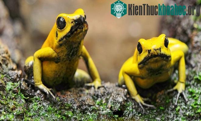 Sắc màu rực rỡ nổi bật của loài ếch cây