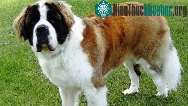 Saint Bernard