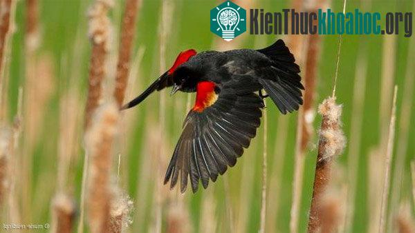 Khám phá những siêu năng lực của trứng các loài chim