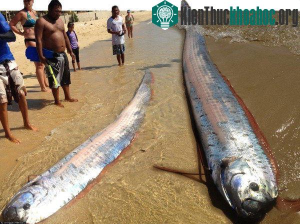 Loài "rồng biển" có khả năng dự báo động đất trôi vào biển Việt Nam