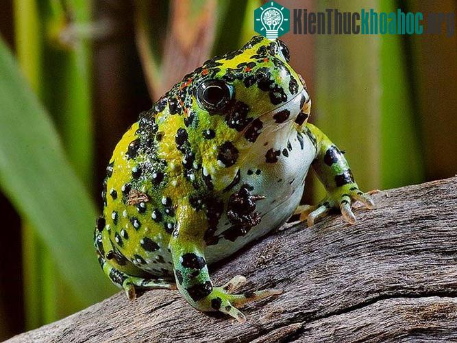 Loài ếch lạ tự biến thành nam châm... hút mồi
