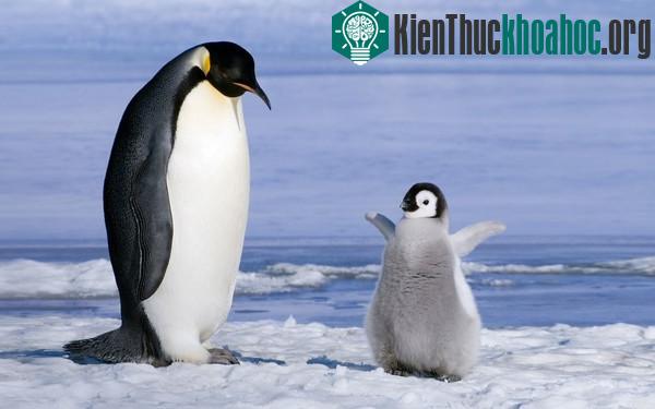 Giật mình trước "tính xấu" của các loài động vật dễ thương