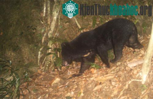 Gấu ngựa tại Quảng Nam do bẫy ảnh ghi lại vào tháng 6/2014. (Ảnh do WWF cung cấp)