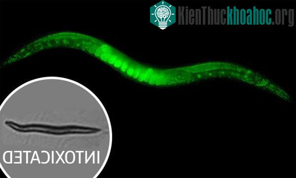 Giun Caenorhabditis elegans khi say xỉn mất khả năng ngọ nguậy và ngừng đẻ trứng. (Ảnh: Daily Mail)