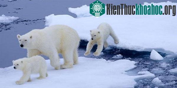 Gấu Bắc cực - (Ảnh: Polarbearsinternational.com)