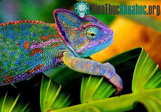 Tắc kè hoa bị mù có thể thay đổi màu sắc hay không?