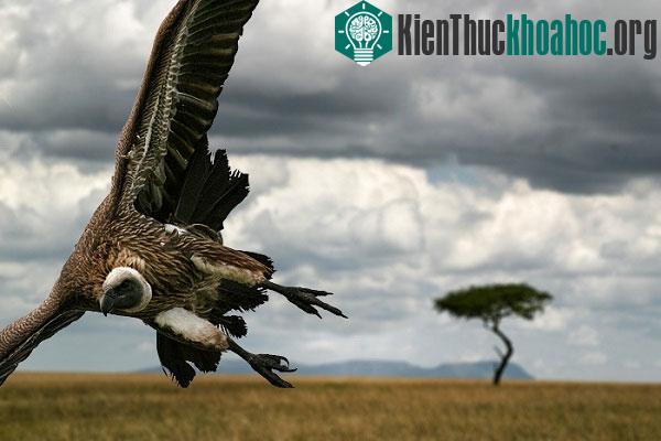 Thí nghiệm giải mã chuyện "kền kền ăn xác thối vẫn thấy ngon"