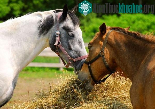 Loài ngựa có khả năng giao tiếp bằng tai và mắt. (Nguồn: REX)