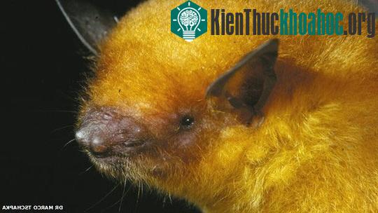 Dơi Myotis midastactus