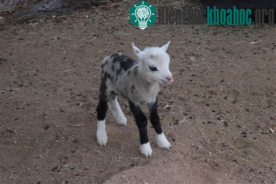 Con "dê lai cừu" đặc biệt. (Nguồn: My Petting Zoo)