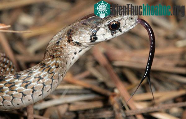 Sự thật về tác dụng chiếc lưỡi thò thụt của loài rắn